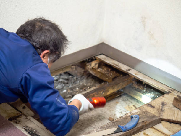 Best Mold Cleaning Services  in Detroit Beach, MI