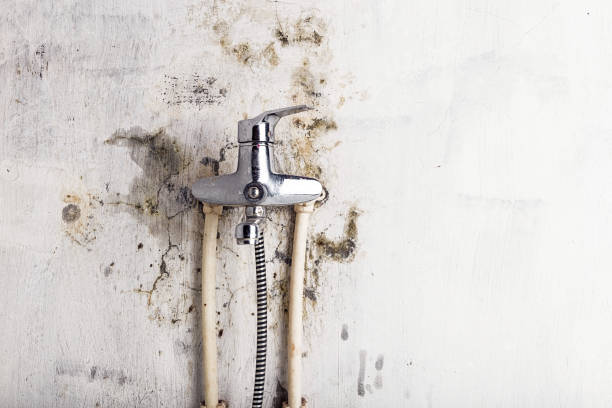 Best Fast Mold Removal  in Detroit Beach, MI