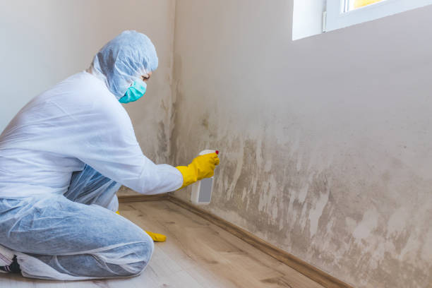 Certified Mold Removal in Detroit Beach, MI