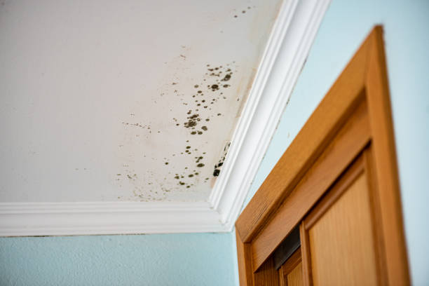 Best Fast Mold Removal  in Detroit Beach, MI