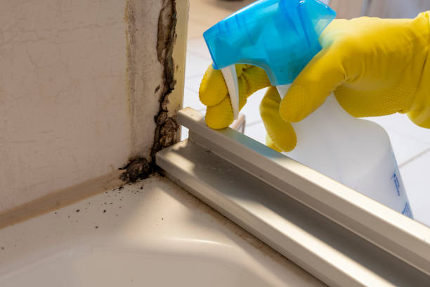 Best Mold Remediation Services  in Detroit Beach, MI