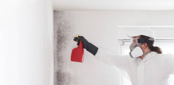 Best Best Mold Removal Companies  in Detroit Beach, MI