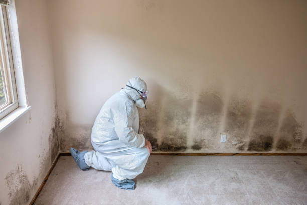 Best Crawl Space Mold Removal  in Detroit Beach, MI