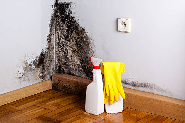 Best Mold Remediation Experts  in Detroit Beach, MI