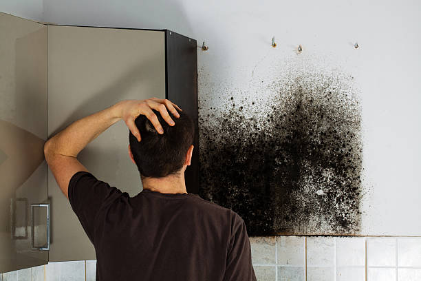 Best Emergency Mold Removal  in Detroit Beach, MI