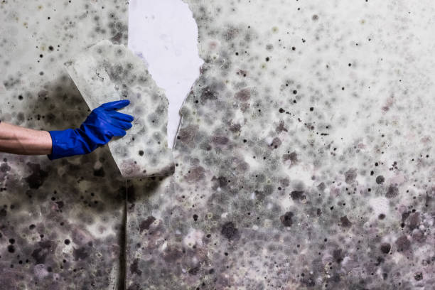 Best Black Mold Removal  in Detroit Beach, MI